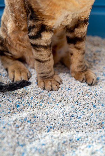 Why You Should Choose Us ?